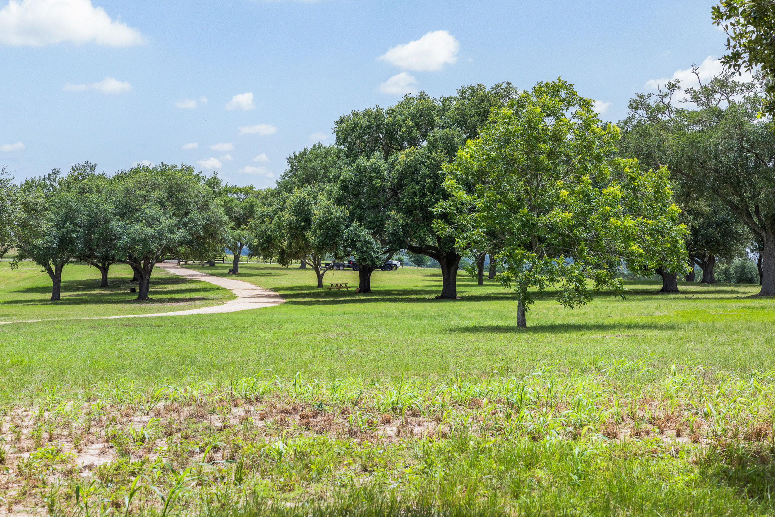 Oak grove path at The Clearing