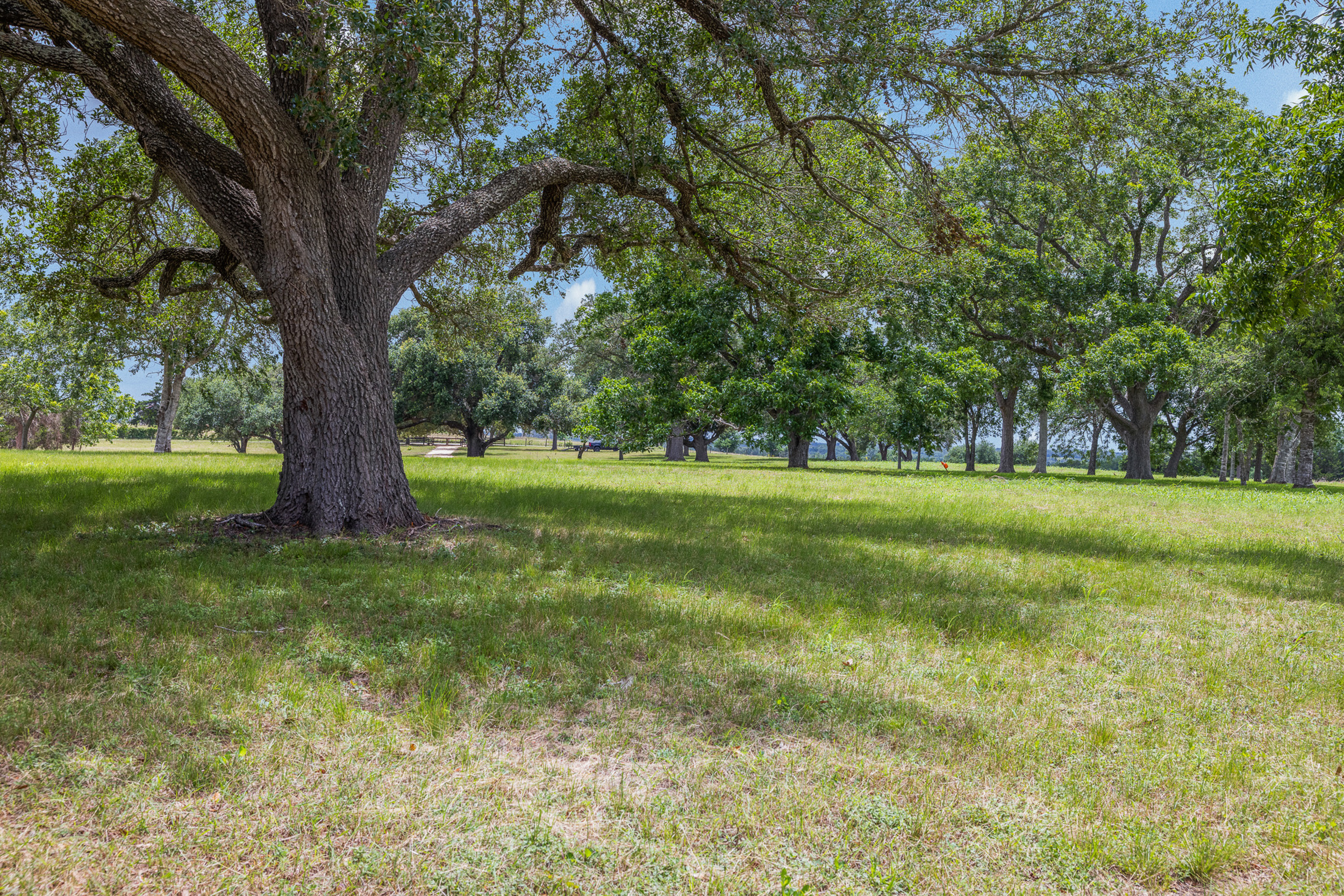 Live oaks at The Clearing — Burton, Texas