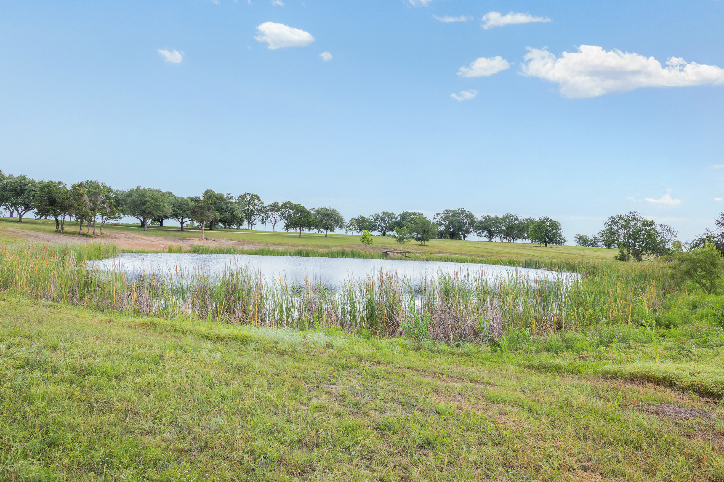 Pond with reeds at The Clearing