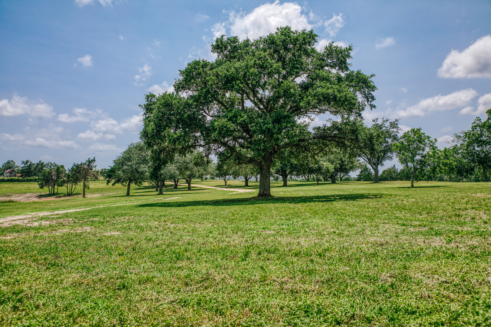 Lot 1 — dramatic live oak in open pasture at The Clearing