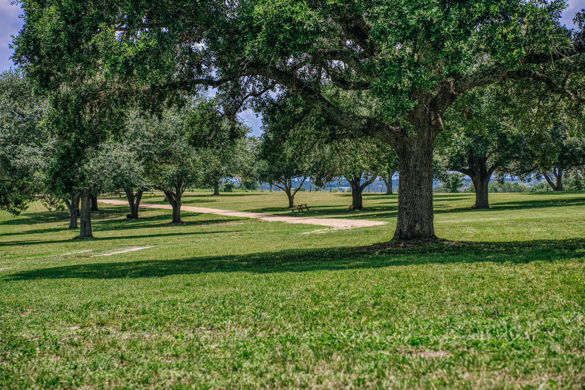Open pasture and oak at Lot 1