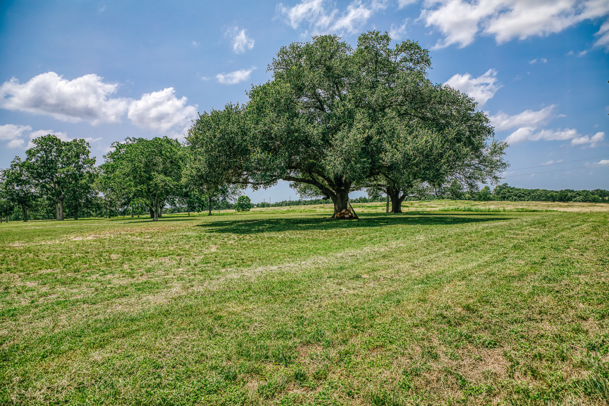Native pasture and tree line at Lot 1