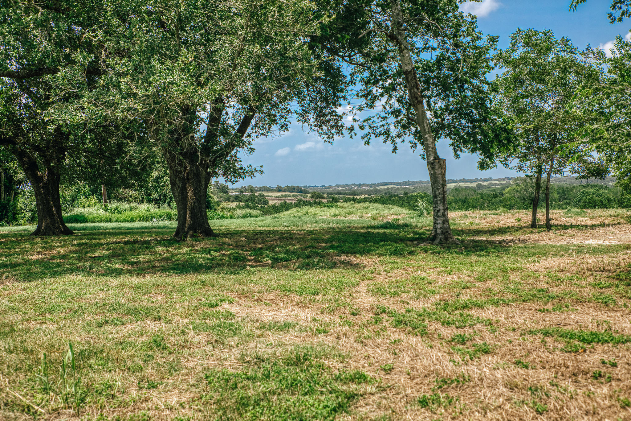 Rolling pasture at Lot 1