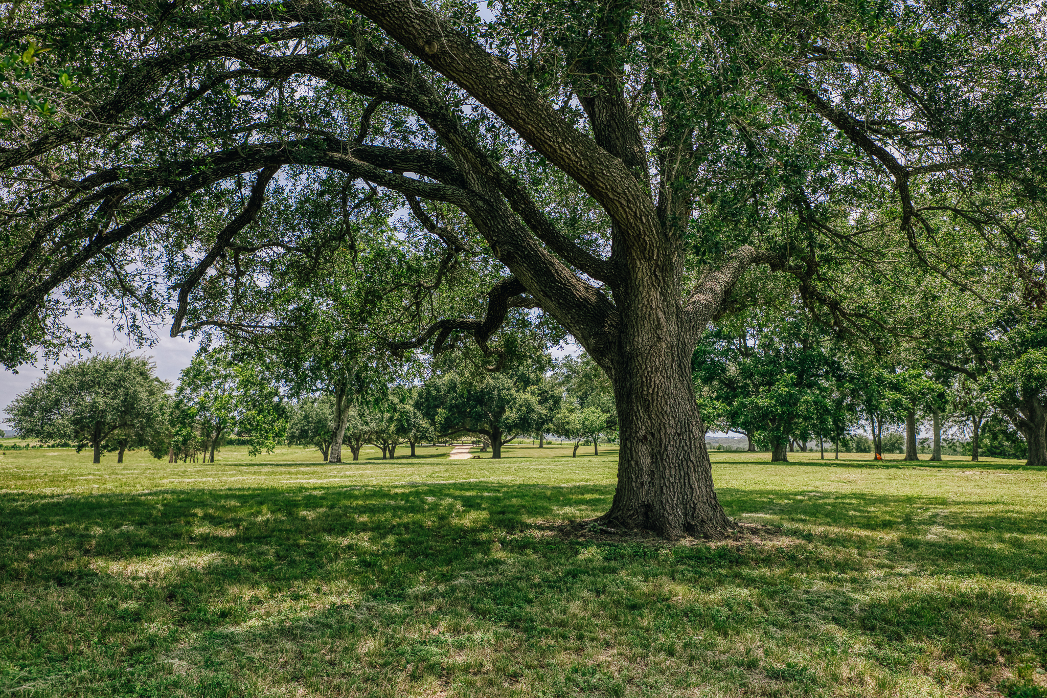 Native pasture at Lot 1