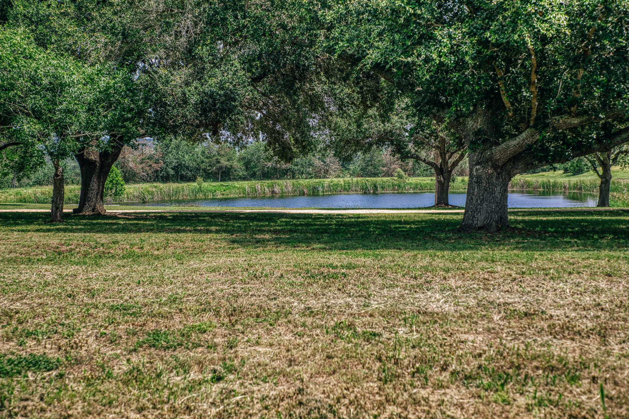 Lot 4 — open pasture and oaks at The Clearing