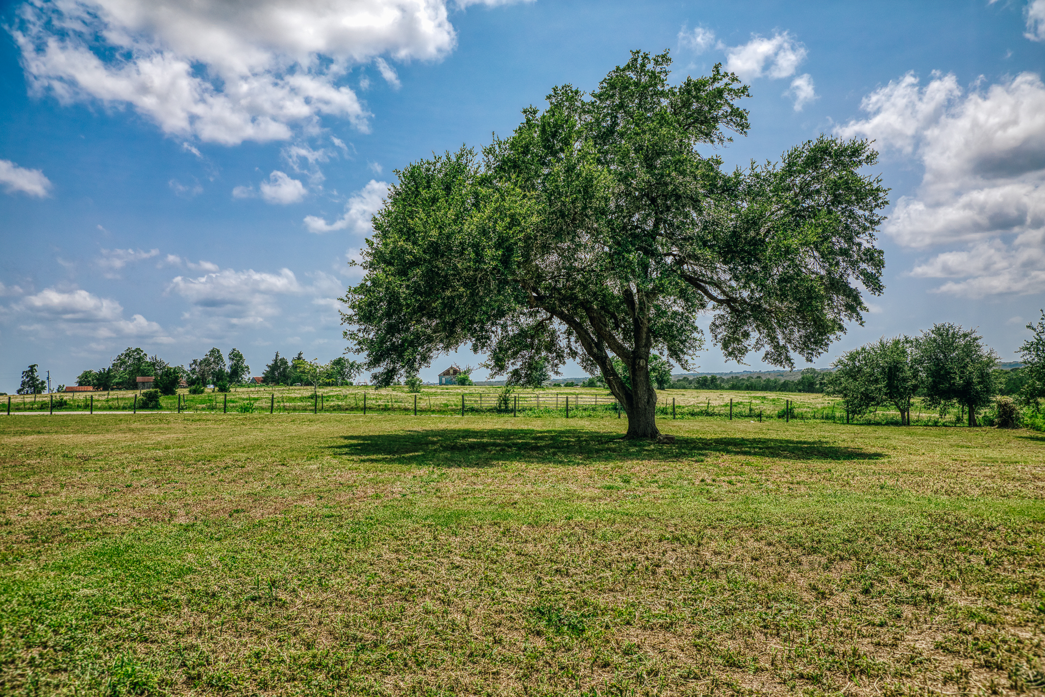 Native landscape at Lot 4