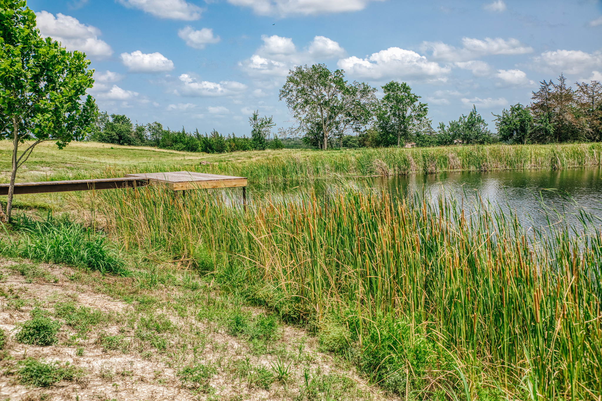 Dock framed by native reeds at Lot 3