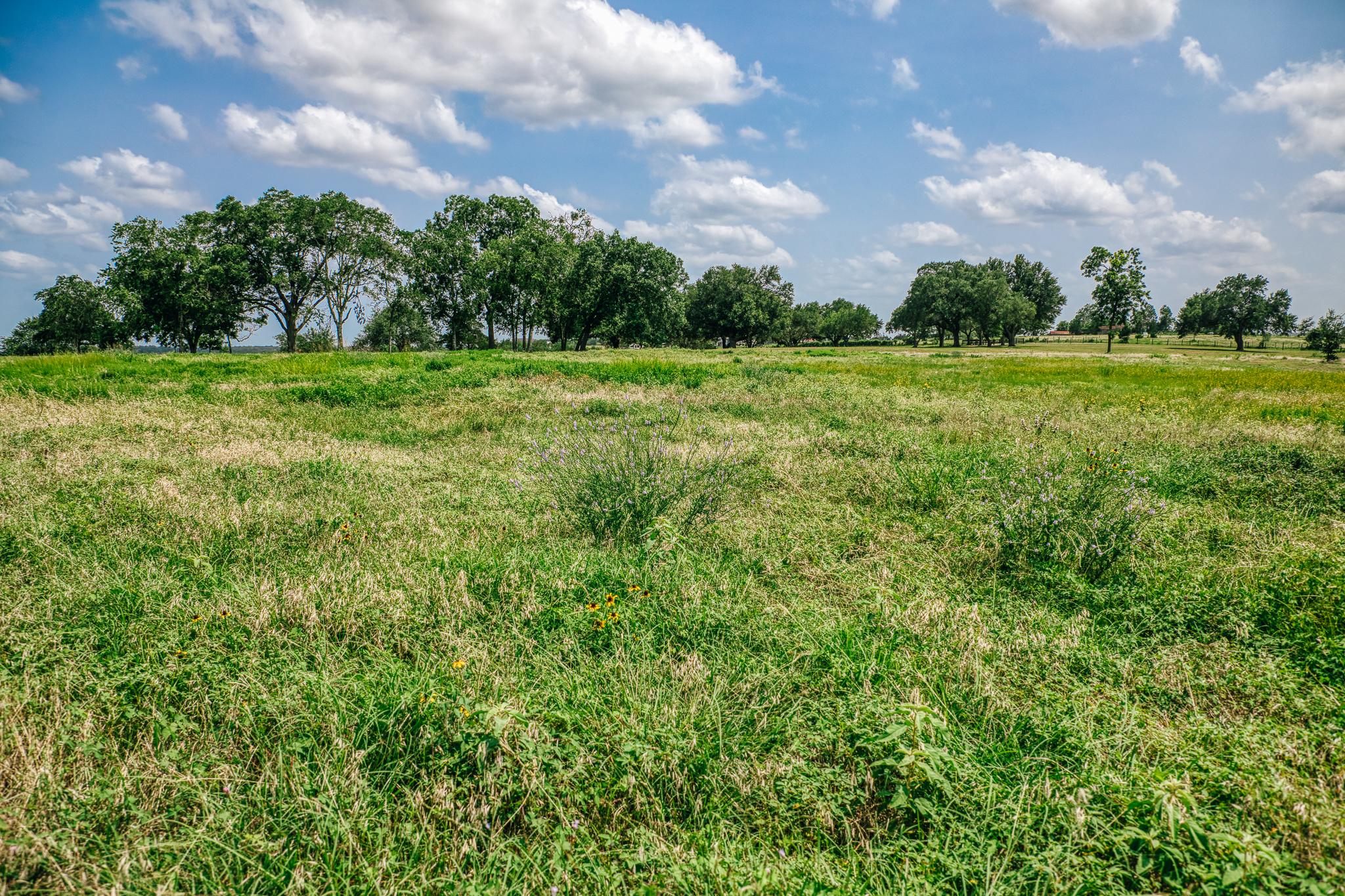 Wildflower meadow and oaks at The Clearing — Washington County, Texas